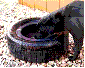 plasti46.gif
